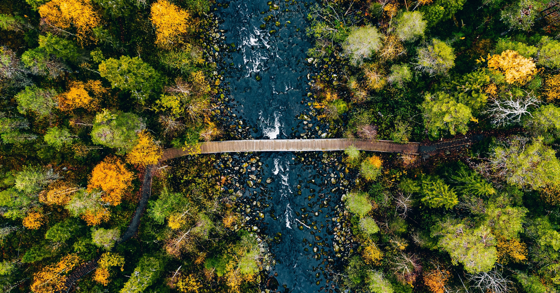 Suoraan ylhäältä otettu kuva ruskaisesta metsästä, jonka halki virtaa joki, joka ylittää puinen silta.